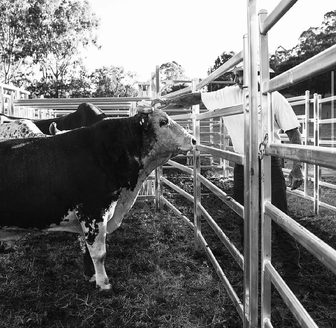Bull at the chute